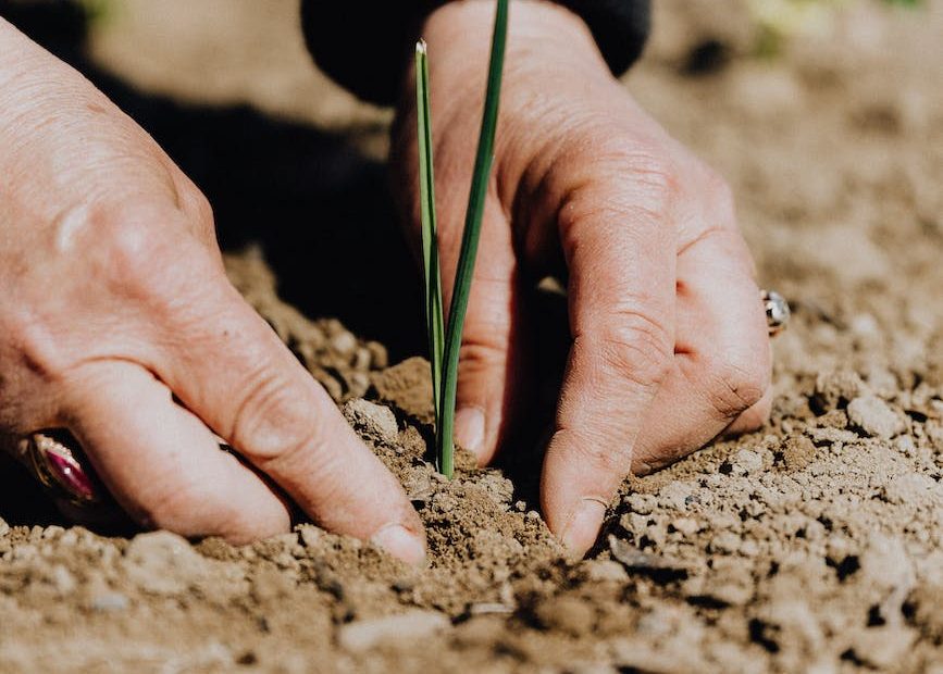 crop faceless woman planting seedling into soil